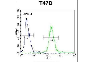 Flow cytometric analysis of T47D cells (right histogram) compared to a negative control cell (left histogram). (Fibrinogen beta Chain antibody  (N-Term))