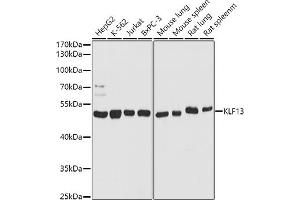 Western blot analysis of extracts of various cell lines, using KLF13 antibody (ABIN7268153) at 1:1000 dilution. (KLF13 antibody  (AA 100-200))