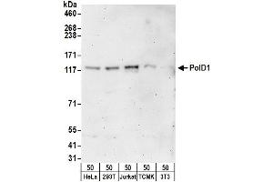 anti-Polymerase (DNA Directed), delta 1, Catalytic Subunit 125kDa (POLD1) (AA 850-900) antibody