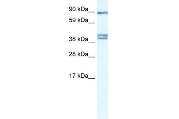 CLCNKB antibody  (C-Term)