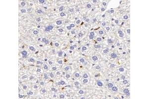 Immunohistochemistry analysis of paraffin-embedded mouse liver using,FCN1 (ABIN7073952) at dilution of 1: 3000 (FCN1 antibody)