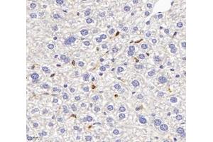 Immunohistochemistry analysis of paraffin-embedded mouse liver using,FCN1 (ABIN7073952) at dilution of 1: 3000