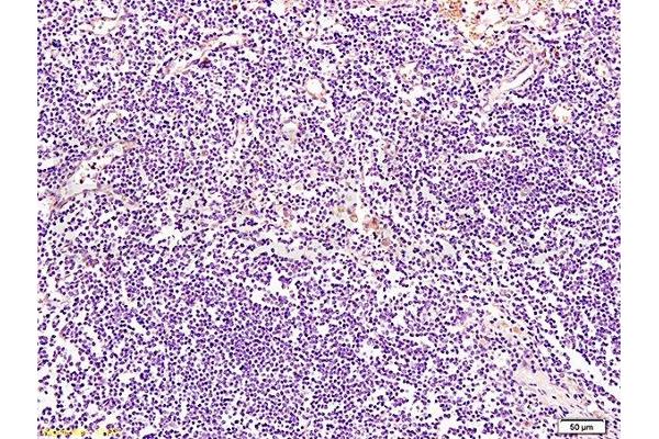 BRMS1L antibody  (AA 151-246)