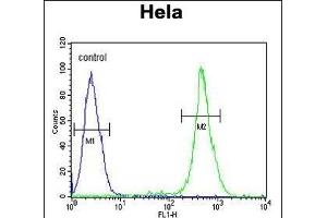 EBP Antibody (N-term) (ABIN652952 and ABIN2842607) flow cytometric analysis of Hela cells (right histogram) compared to a negative control cell (left histogram). (EBP antibody  (N-Term))