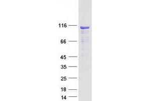 KIAA0562 (KIAA0562) protein (Myc-DYKDDDDK Tag)