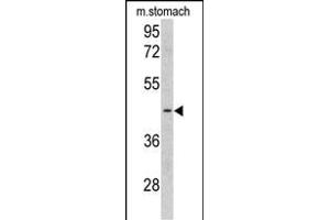 Western blot analysis of CLU antibody (C-term) (ABIN390569 and ABIN2840898) in mouse stomach tissue lysates (35 μg/lane). (CLUAP1 antibody  (C-Term))