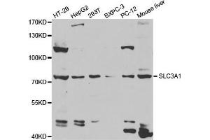 Western Blotting (WB) image for anti-Solute Carrier Family 3 Member 1 (SLC3A1) antibody (ABIN1876686)