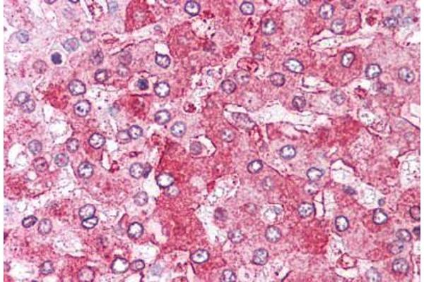 ERAP1 antibody  (Internal Region)