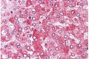 Anti-ERAP1 / ARTS1 antibody  ABIN1048575 IHC staining of human liver. (ERAP1 antibody  (Internal Region))