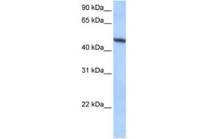 Western Blotting (WB) image for anti-ADAM Metallopeptidase Domain 33 (ADAM33) antibody (ABIN2463304) (ADAM33 antibody)