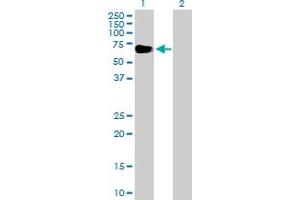 Western Blot analysis of EYA2 expression in transfected 293T cell line by EYA2 MaxPab polyclonal antibody. (EYA2 antibody  (AA 1-538))