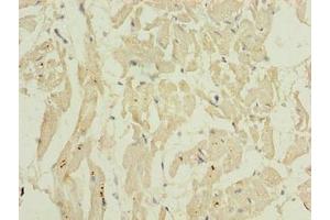 Immunohistochemistry of paraffin-embedded human heart tissue using ABIN7155653 at dilution of 1:100 (BARX1 antibody  (AA 1-100))