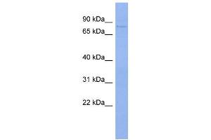 WB Suggested Anti-PAPOLB  Antibody Titration: 0. (PAPOLB antibody  (N-Term))