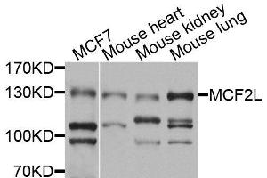 Western blot analysis of extracts of various cell lines, using MCF2L antibody (ABIN6003674) at 1/1000 dilution. (MCF2L antibody)