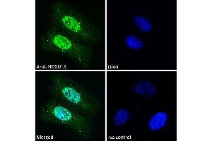 ABIN570834 Immunofluorescence analysis of paraformaldehyde fixed U2OS cells, permeabilized with 0.