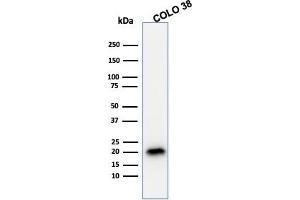 Western Blot Analysis of COLO38 cell lysate using MART-1 / Melan-A Mouse Monoclonal Antibody (A103). (MLANA antibody)