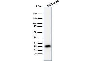 Western Blot Analysis of COLO38 cell lysate using MART-1 / Melan-A Mouse Monoclonal Antibody (A103).