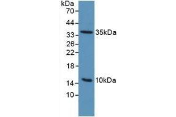 PLAUR anticorps  (AA 13-114)