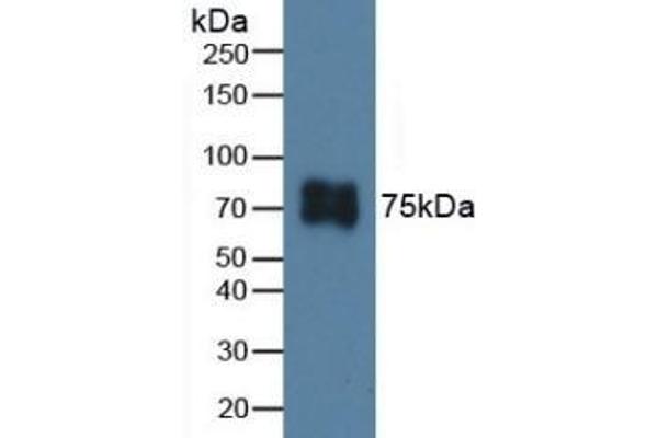 ITGB6 antibody  (AA 131-371)