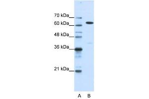 NXF1 antibody used at 1. (NXF1 antibody  (N-Term))