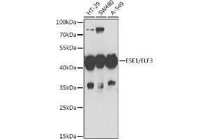 Western blot analysis of extracts of various cell lines, using ESE1/ESE1/ELF3 antibody (ABIN6130347, ABIN6140125, ABIN6140127 and ABIN6221990) at 1:1000 dilution. (ELF3 antibody  (AA 1-280))