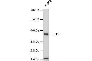 Western blot analysis of extracts of various cell lines using RPP38 Polyclonal Antibody at dilution of 1:1000.