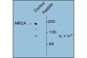 Western blot of Rat hippocampal lysate showing specific immunolabeling of the ~180k NR2A subunit of the NMDAR phosphorylated at Tyr1325 (Control). (NMDAR2A antibody  (pTyr1325))