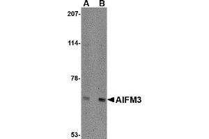 Western Blotting (WB) image for anti-Apoptosis-Inducing Factor, Mitochondrion-Associated, 3 (AIFM3) (N-Term) antibody (ABIN1031221) (AIFM3 antibody  (N-Term))