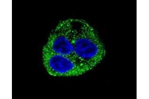 Confocal immunofluorescent analysis of Leptin antibody with HepG2 cells followed by Alexa Fluor 488-conjugated goat anti-rabbit lgG (green). (Leptin antibody  (AA 134-166))