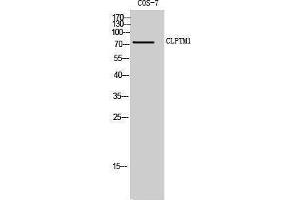 Western Blotting (WB) image for anti-Cleft Lip and Palate Associated Transmembrane Protein 1 (CLPTM1) (Internal Region) antibody (ABIN3183969)