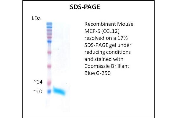 Ccl12 Protein