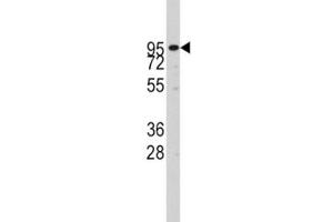 Western blot analysis of ADAM17 antibody and CEM lysate (ADAM17 antibody  (AA 195-224))