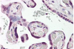 Anti-DLX3 antibody IHC staining of human placenta. (DLX3 antibody  (N-Term))