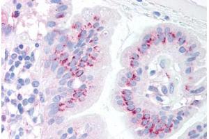 Human Small Intestine (formalin-fixed, paraffin-embedded) stained with BBC3 antibody ABIN213906 at 10 ug/ml followed by biotinylated goat anti-rabbit IgG secondary antibody ABIN481713, alkaline phosphatase-streptavidin and chromogen. (PUMA antibody  (C-Term))