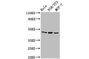 Western Blot Positive WB detected in: Hela whole cell lysate, NIH/3T3 whole cell lysate, MCF-7 whole cell lysate All lanes: MAP2K7 antibody at 2. (MAP2K7 antibody  (AA 17-160))
