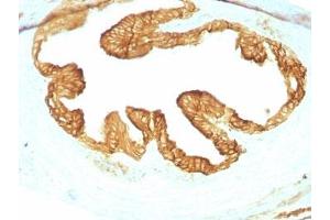 Formalin-fixed, paraffin-embedded rat Oviduct with pan Cytokeratin antibody cocktail (KRTL/1077 + KRTH/1076). (pan Keratin antibody)