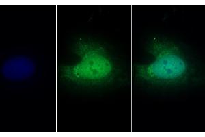 Detection of PCPE2 in Human U2OS cell using Polyclonal Antibody to Procollagen C Proteinase Enhancer 2 (PCPE2) (PCOLCE2 antibody  (AA 297-415))