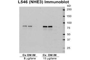 Western blot analysis of Rat kidney tissue lysates showing detection of NHE3 protein using Rabbit Anti-NHE3 Polyclonal Antibody . (SLC9A3 antibody  (APC))