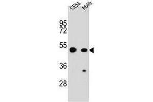 COP1 Antibody (N-term) western blot analysis in CEM,A549 cell line lysates (35µg/lane).