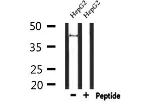 Western blot analysis of extracts from HepG2, using GPR85 Antibody. (GPR85 antibody  (Internal Region))