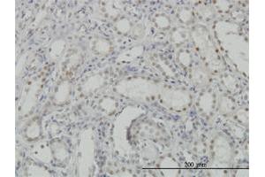 Immunoperoxidase of monoclonal antibody to CDKL1 on formalin-fixed paraffin-embedded human kidney. (CDKL1 antibody  (AA 259-358))