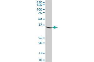 MGLL MaxPab polyclonal antibody. (MGLL antibody  (AA 1-313))