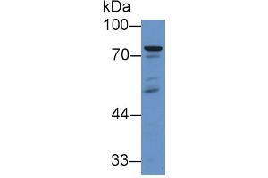 Western Blotting (WB) image for Mannan-Binding Lectin serine Peptidase 2 (MASP2) ELISA Kit (ABIN6574229)