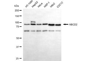 anti-Chemokine (C-C Motif) Ligand 17 (CCL17) antibody
