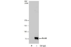 IP Image Immunoprecipitation of RecQ1 protein from HeLa whole cell extracts using 5 μg of RecQ1 antibody [N1N2], N-term, Western blot analysis was performed using RecQ1 antibody [N1N2], N-term, EasyBlot anti-Rabbit IgG  was used as a secondary reagent. (RecQ Protein-Like (DNA Helicase Q1-Like) (RECQL) (N-Term) antibody)