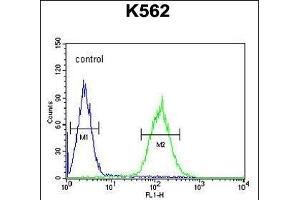 P5F1B Antibody (C-term) (ABIN654776 and ABIN2844457) flow cytometric analysis of K562 cells (right histogram) compared to a negative control cell (left histogram). (POU5F1B antibody  (C-Term))