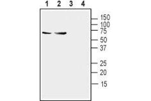 Western blot analysis of mouse (lanes 1 and 3) and rat (lanes 2 and 4) brain lysates:1,2. (Synaptotagmin I (SYT1) Peptide)