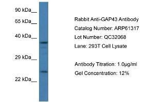 Western Blotting (WB) image for anti-Growth Associated Protein 43 (GAP43) (C-Term) antibody (ABIN2788765) (GAP43 antibody  (C-Term))