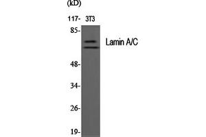 Western Blotting (WB) image for anti-Lamin A/C (LMNA) (Ser392) antibody (ABIN5957129) (Lamin A/C antibody  (Ser392))