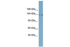 FAM135B antibody used at 1 ug/ml to detect target protein. (FAM135B antibody  (Middle Region))